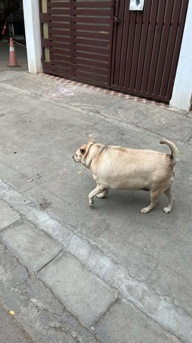 Bachonker McChonketh