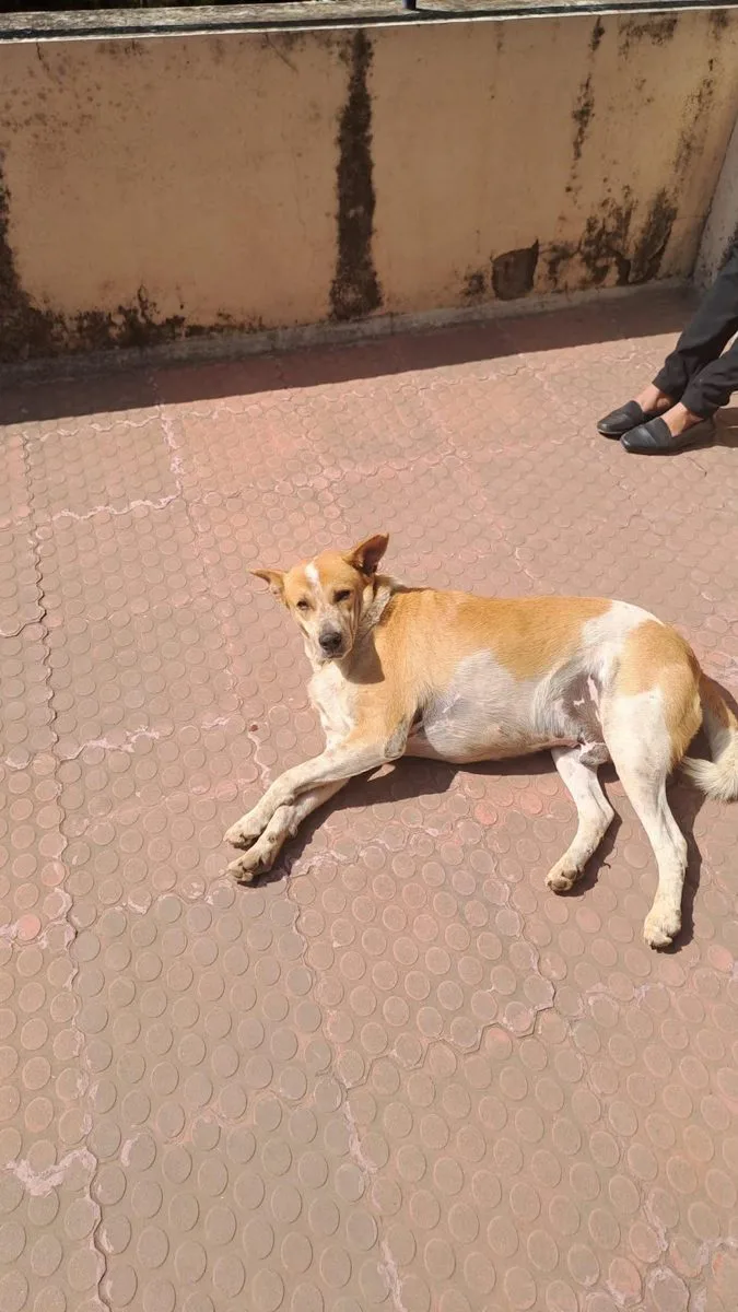 Gunda