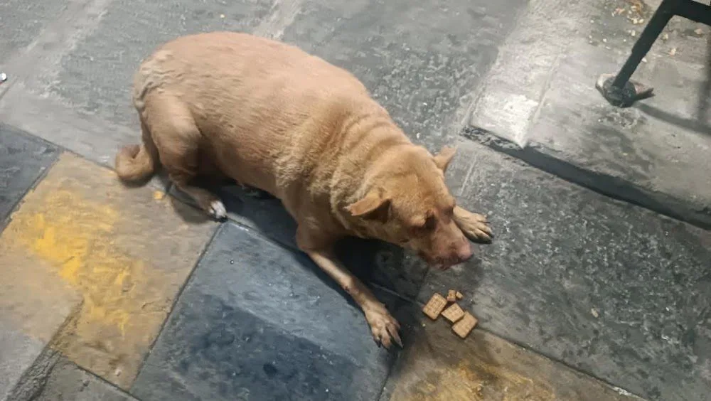 Fattesh